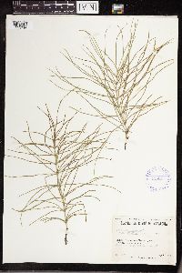 Equisetum arvense image