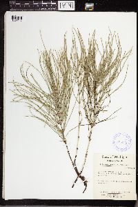 Equisetum arvense image