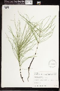 Equisetum arvense image