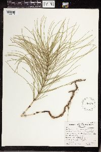 Equisetum arvense image