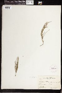 Equisetum arvense image