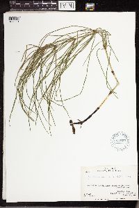 Equisetum arvense image