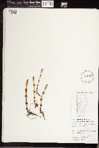 Equisetum arvense image