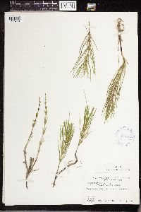 Equisetum arvense image