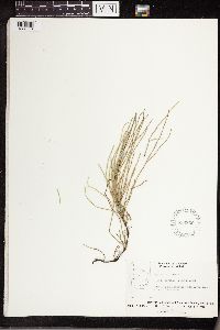 Equisetum arvense image