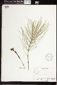 Equisetum arvense image