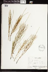Equisetum arvense image