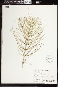 Equisetum arvense image