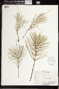 Equisetum arvense image