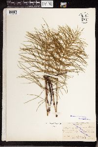 Equisetum arvense image