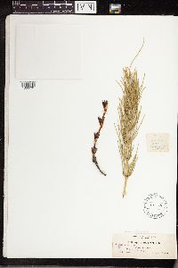 Equisetum arvense image