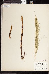 Equisetum arvense image