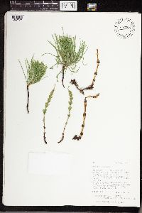 Equisetum arvense image