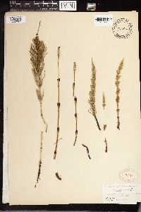 Equisetum arvense image