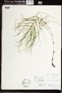Equisetum arvense image
