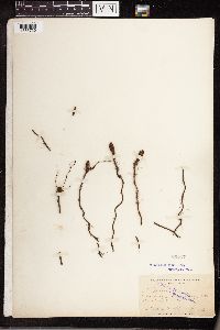 Equisetum arvense image