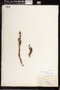 Equisetum arvense image