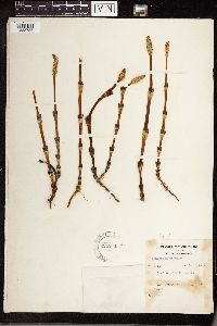 Equisetum arvense image