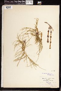 Equisetum arvense image