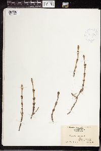 Equisetum arvense image