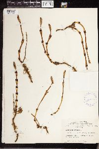 Equisetum arvense image