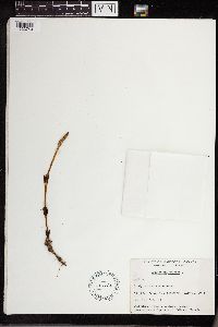 Equisetum arvense image