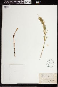 Equisetum arvense image