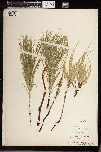 Equisetum arvense image