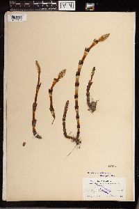 Equisetum arvense image