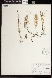 Equisetum arvense image
