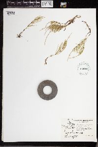 Equisetum arvense image