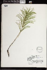 Equisetum arvense image