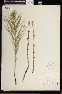 Equisetum arvense image
