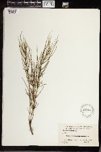 Equisetum arvense image