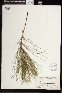 Equisetum arvense image