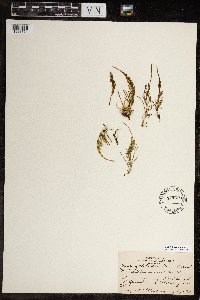 Equisetum arvense image