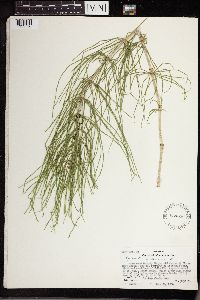 Equisetum arvense image