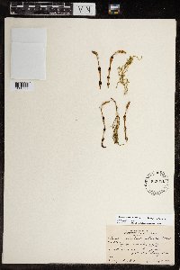 Equisetum arvense image