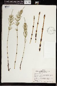 Equisetum arvense image