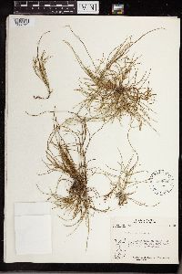 Equisetum arvense image
