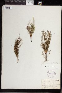 Equisetum arvense image