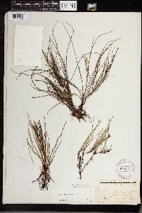 Equisetum arvense image