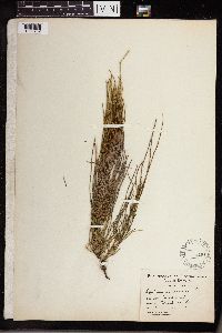 Equisetum arvense image