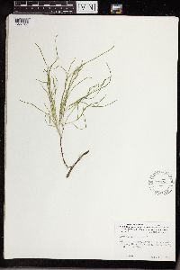 Equisetum arvense image