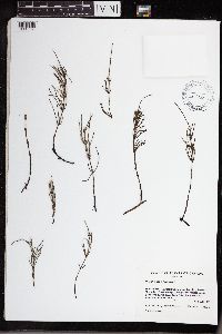 Thumbnail image of current specimen