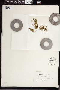 Thumbnail image of current specimen