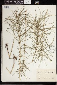 Thumbnail image of current specimen