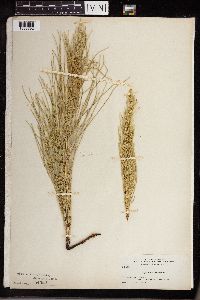 Equisetum arvense image
