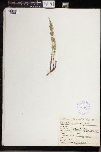 Equisetum arvense image