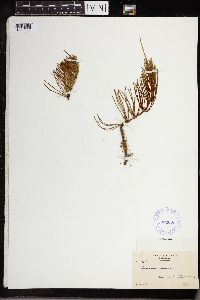 Equisetum arvense image
